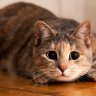 Cat_tt
