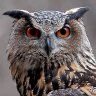 MyOwl